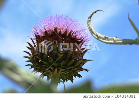 初夏的薊花在蔚藍的天空中閃閃發光 104314391