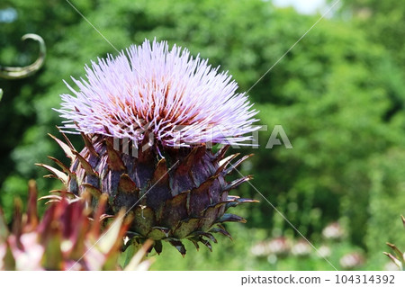 large thistle cardoon 104314392