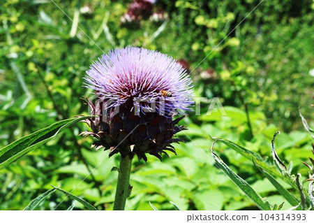 large thistle cardoon 104314393