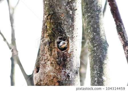 大斑點啄木鳥將頭伸出洞穴 104314459