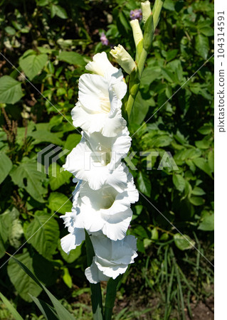 White flower of gladiolus White flower of gladiolus 104314591