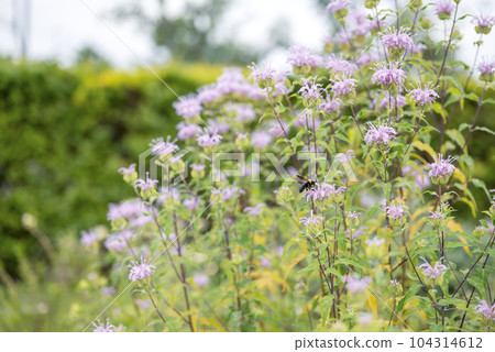 莫納達花 夏季花卉 圖像 莫納達花 夏季花卉 圖像 104314612