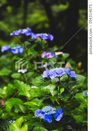 Hydrangea macrophylla and rain drops d-2 high saturation matte 104314673