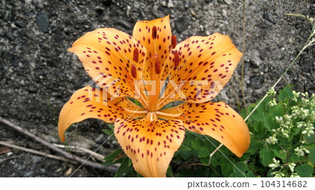 岩百合花 岩百合花 104314682