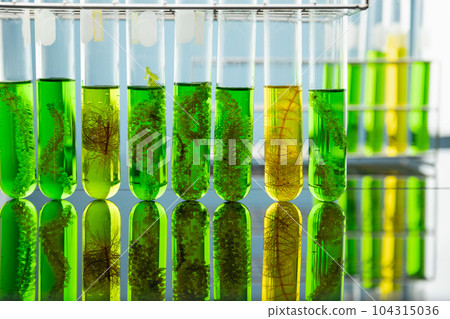 Algae fuel biofuel industry lab researching for alternative to fossil algae fuel or algal biofuel. Algae fuel biofuel industry lab researching for alternative to fossil algae fuel or algal biofuel. 104315036