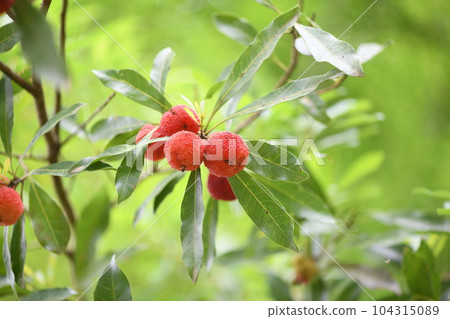 Bayberry in early summer 104315089