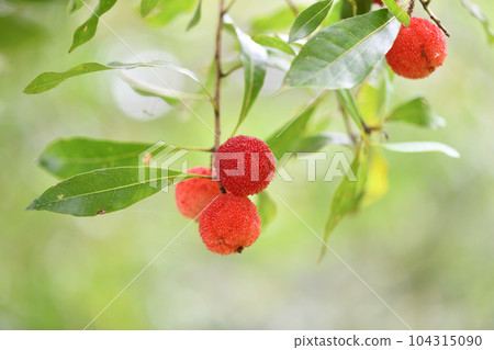 初夏的楊梅 104315090