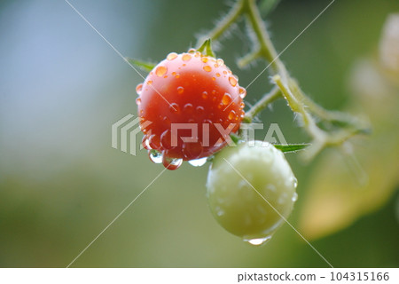Cherry tomatoes wet in the rain 104315166
