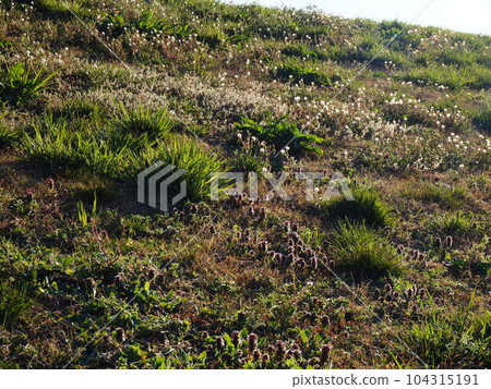 Arakawa embankment shining with wild grasses in early spring in Kawaguchi City, Saitama Prefecture 104315191