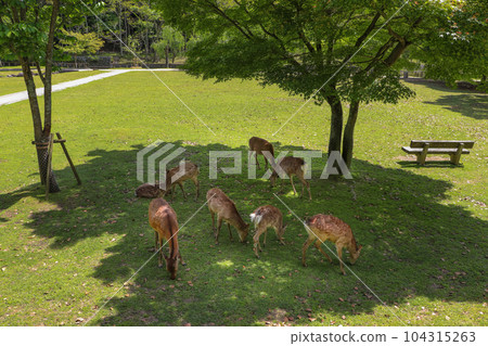 A herd of deer resting in the shade of Nara Park 104315263