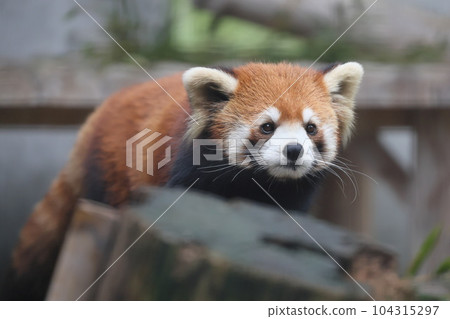 可愛的小熊貓 104315297