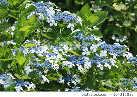 雨季的繡球花公路沿線的繡球花 104315882