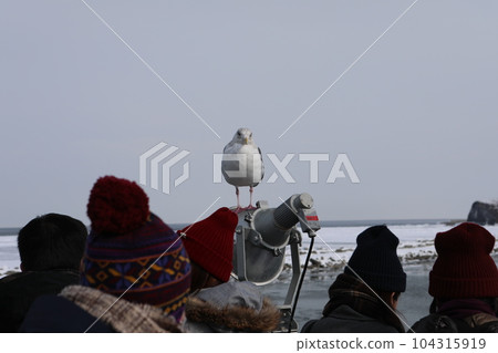 Seagull Seagull 104315919