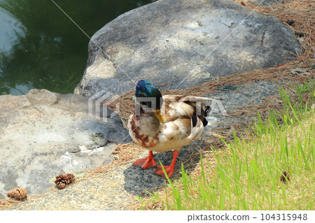 Duck standing in the shade of rocks in Fukuoka Ohori Park Duck standing in the shade of rocks in Fukuoka Ohori Park 104315948