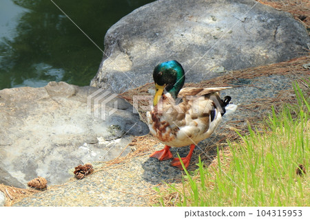 福岡大濠公園,鴨子在岩石樹蔭下梳理羽毛 福岡大濠公園,鴨子在岩石樹蔭下梳理羽毛 104315953