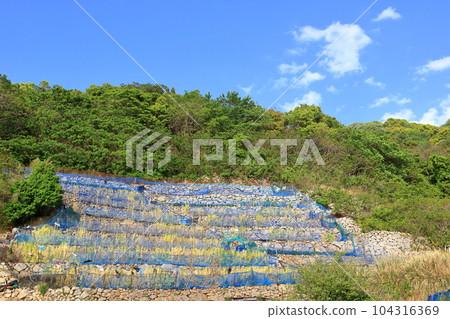 Kashima's terraced fields look like beautiful patterns 104316369