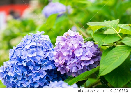 Hydrangea Festival at Fujinomori Shrine in Fushimi Ward, Kyoto City Hydrangea (various colors) 104316580