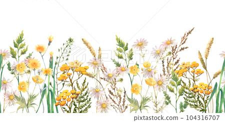 Seamless border with Herbs and wild flowers, leaves, butterflies. Botanical Illustration on white background. Template with place for text. 104316707