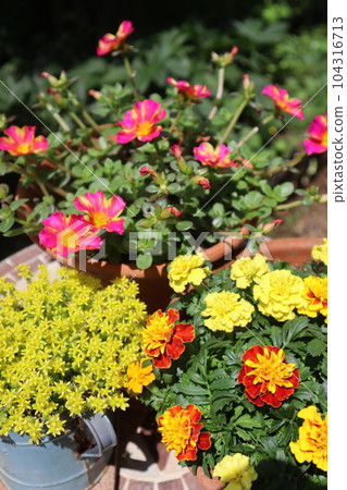 夏季花盆 夏季花盆 104316713