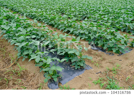 Edamame field of suburban agriculture (Fuchu, Tokyo) Edamame field of suburban agriculture (Fuchu, Tokyo) 104316786
