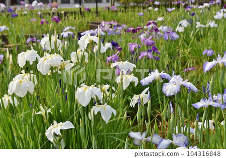 日本鳶尾花盛開,東京 日本鳶尾花盛開,東京 104316848