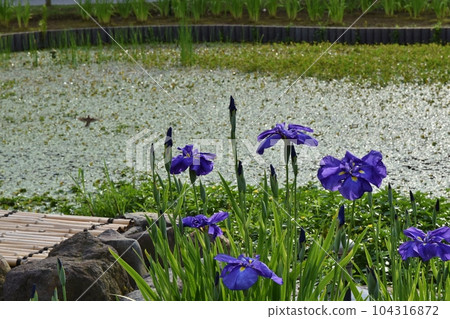 沐浴在夕陽下的日本鳶尾,東京 沐浴在夕陽下的日本鳶尾,東京 104316872
