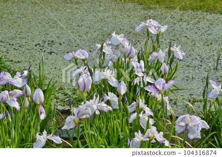沐浴在夕陽下的日本鳶尾,東京 沐浴在夕陽下的日本鳶尾,東京 104316874