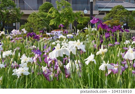 Japanese irises bathed in the setting sun, Tokyo Japanese irises bathed in the setting sun, Tokyo 104316910