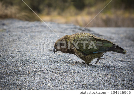 portrait of kea bird large ground parrot in west coast southland new zealand 104316966
