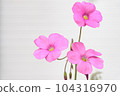 pink oxalis (oxalis) flower 104316970
