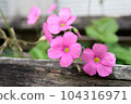 Roadside pink oxalis (oxalis) flower 104316971