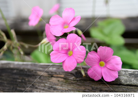 路邊粉紅色酢漿草(酢漿草)花 路邊粉紅色酢漿草(酢漿草)花 104316971