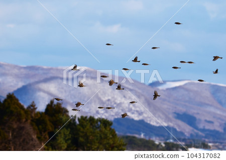 Flock of winter sparrows 104317082