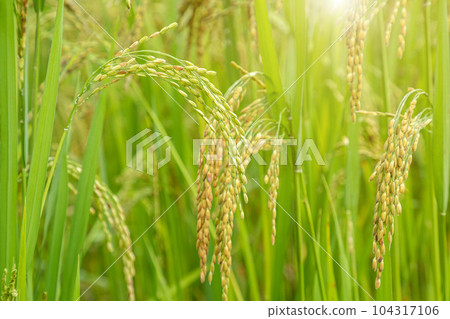 Rice field. Closeup of yellow paddy rice field with golden sun rising in autumn. 104317106