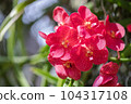 Vanda orchid flower bloom in spring decoration the beauty of nature, A rare wild orchid decorated in tropical garden 104317108