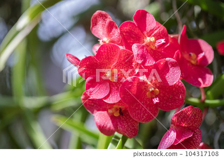 Vanda orchid flower bloom in spring decoration the beauty of nature, A rare wild orchid decorated in tropical garden Vanda orchid flower bloom in spring decoration the beauty of nature, A rare wild orchid decorated in tropical garden 104317108