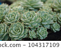 Close up of cactus succulent plants 104317109