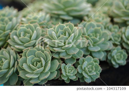 Close up of cactus succulent plants Close up of cactus succulent plants 104317109