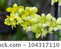 Dendrobium orchid flower bloom in spring decoration the beauty of nature, A rare wild orchid decorated in tropical garden 104317110