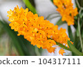 Rhynchostylis orchid flower bloom in spring decoration the beauty of nature, A rare wild orchid decorated in tropical garden 104317111