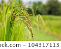 Rice field. Closeup of yellow paddy rice field with golden sun rising in autumn. 104317113