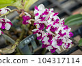 Rhynchostylis orchid flower bloom in spring decoration the beauty of nature, A rare wild orchid decorated in tropical garden 104317114