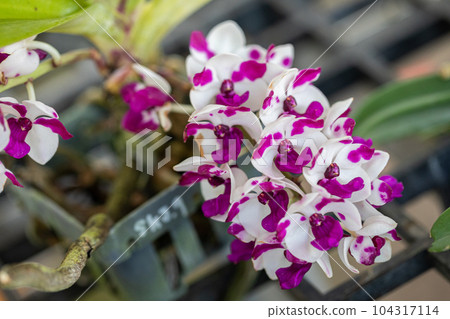 Rhynchostylis orchid flower bloom in spring decoration the beauty of nature, A rare wild orchid decorated in tropical garden Rhynchostylis orchid flower bloom in spring decoration the beauty of nature, A rare wild orchid decorated in tropical garden 104317114