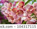 Vanda orchid flower bloom in spring decoration the beauty of nature, A rare wild orchid decorated in tropical garden 104317115