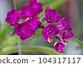 Vanda orchid flower bloom in spring decoration the beauty of nature, A rare wild orchid decorated in tropical garden 104317117