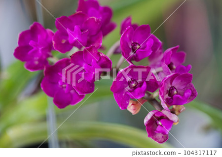 Vanda orchid flower bloom in spring decoration the beauty of nature, A rare wild orchid decorated in tropical garden 104317117