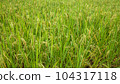 rice plant in rice field 104317118