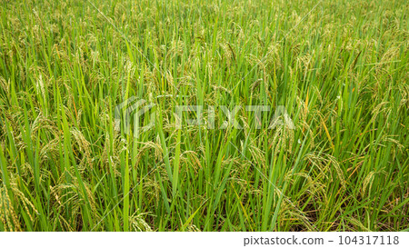rice plant in rice field 104317118
