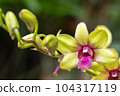 Dendrobium orchid flower bloom in spring decoration the beauty of nature, A rare wild orchid decorated in tropical garden 104317119