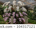 Phalaenopsis orchid flower bloom in spring decoration the beauty of nature, A rare wild orchid decorated in tropical garden 104317121